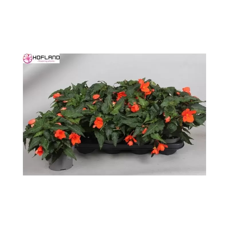 Svyranti begonija (lauko) - Begonia California Sunlight