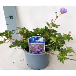 Snapučių Rozanne sodinukai su pristatymu į namus