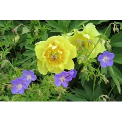 Snapučių Rozanne sodinukai su pristatymu į namus