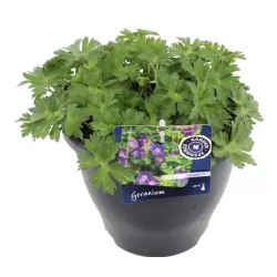 Snapučių Rozanne sodinukai su pristatymu į namus