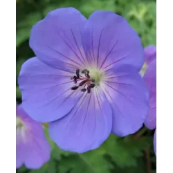 Snapučių Rozanne sodinukai su pristatymu į namus