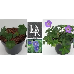 Snapučių Rozanne sodinukai su pristatymu į namus