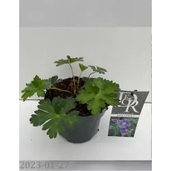 Snapučių Rozanne sodinukai su pristatymu į namus