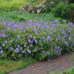 Snapučių Rozanne sodinukai su pristatymu į namus