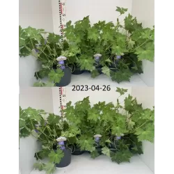 Snapučių Rozanne sodinukai su pristatymu į namus