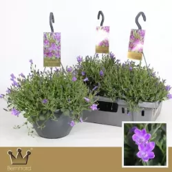 Garden plants/Trees/Flowers/ web-shop
