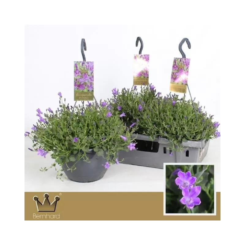 Garden plants/Trees/Flowers/ web-shop