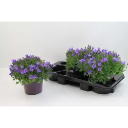 Garden plants/Trees/Flowers/ web-shop