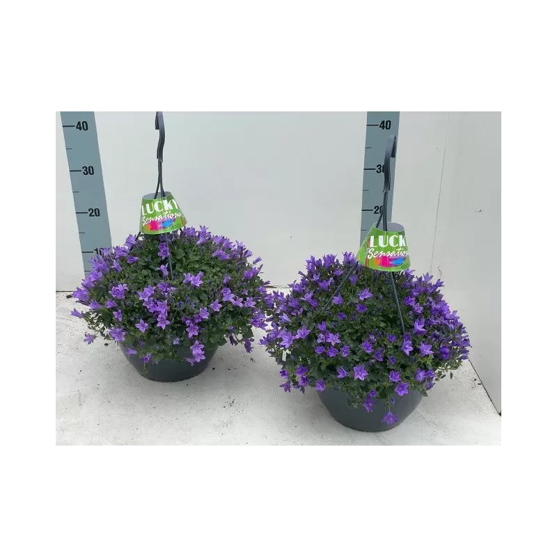 Garden plants/Trees/Flowers/ web-shop