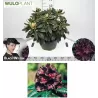Rhododendron BLACK WIDOW