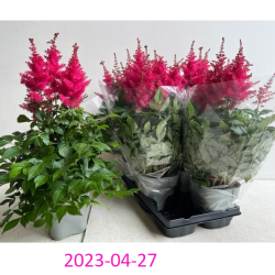 copy of Astilbe arendsii SNOWDRIFT