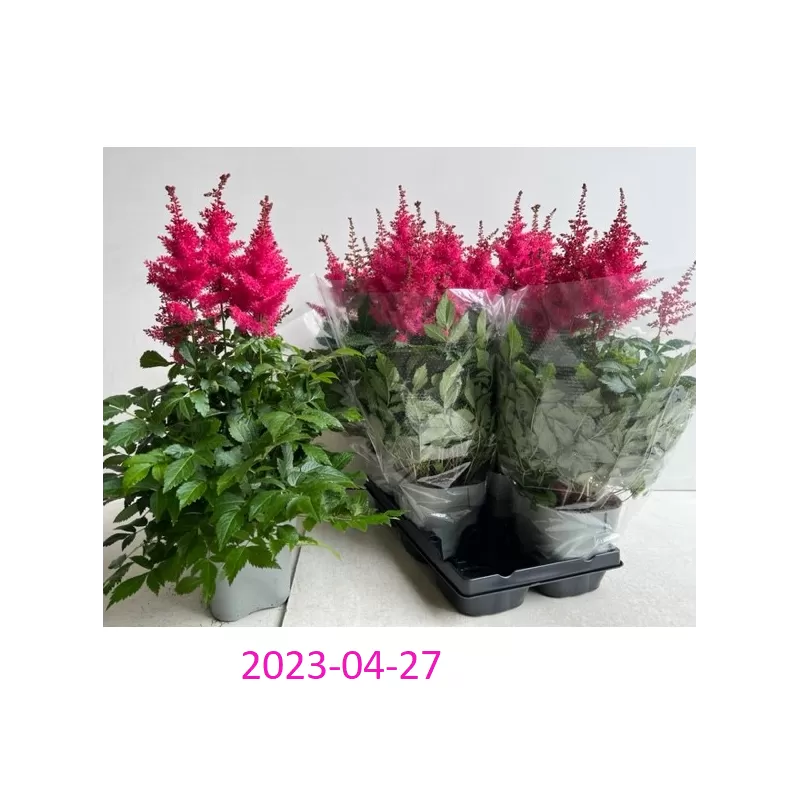 copy of Astilbe arendsii SNOWDRIFT