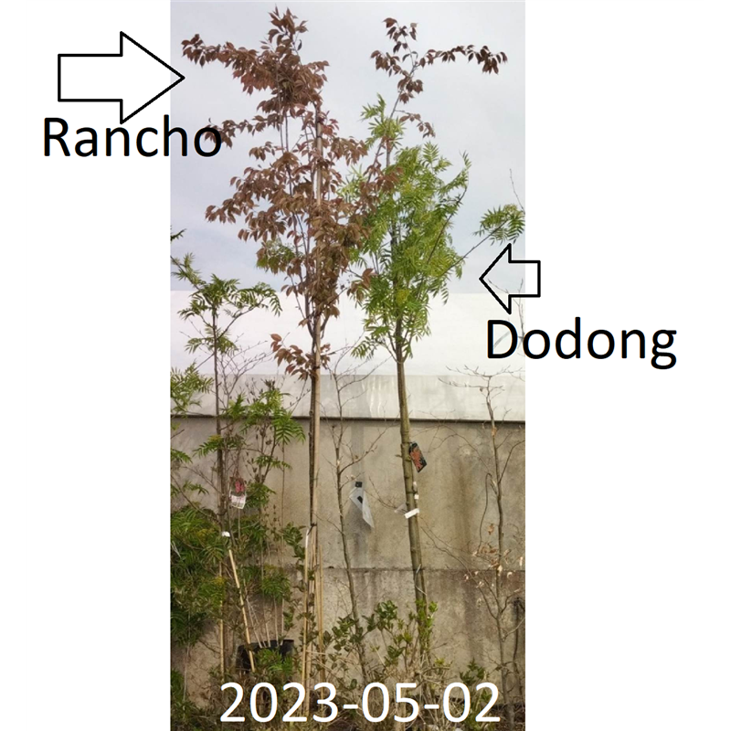 Saržento vyšnia (šiaurinė kalninė japoninė sakura) - Prunus sargentii Rancho 10-12 CM STANDARD C35 300-350CM tik atsiėmimas mede