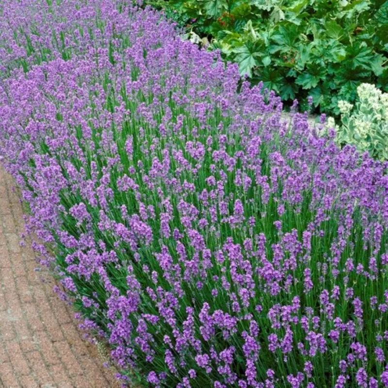 Tikroji levanda - Lavandula angustifolia MUNSTEAD