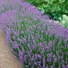 Tikroji levanda - Lavandula angustifolia MUNSTEAD