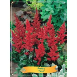 Astilbe x arendsii Fanal P11