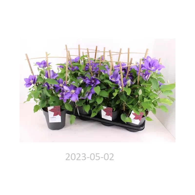 Nykštukinės raganės - Clematis OHLALA BOULEVARD BLUE