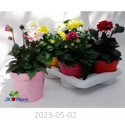 Jurginas - Dahlia Hypnotica