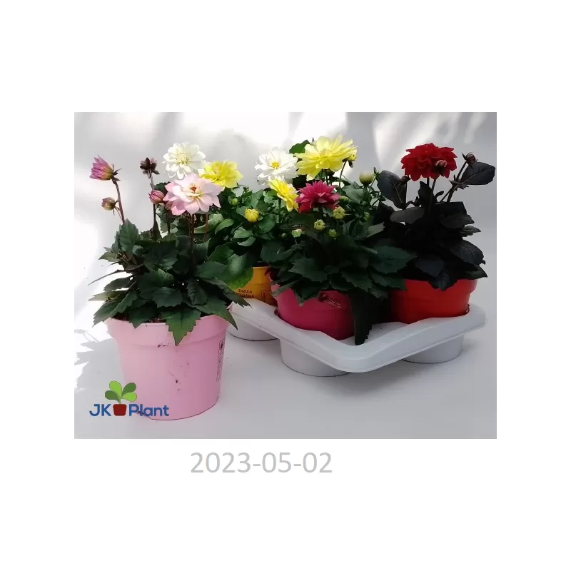 Jurginas - Dahlia Hypnotica