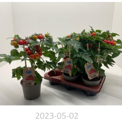 Žemaūgiai pomidoriukai - Solanum lycopersicum