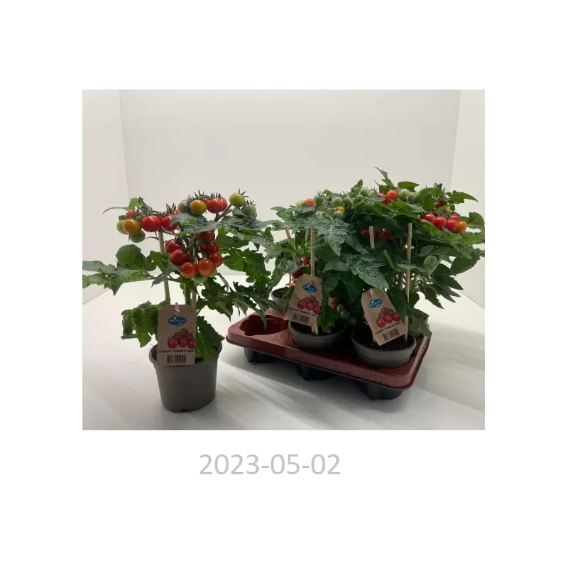 Žemaūgiai pomidoriukai - Solanum lycopersicum