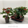 copy of Geltonieji vyšniniai pomidoriukai - Solanum lycopersicum SNACKOMATEGELB