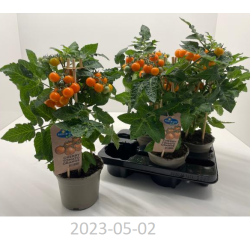 Žemaūgiai pomidoriukai (oranžiniai) - Solanum lycopersicum