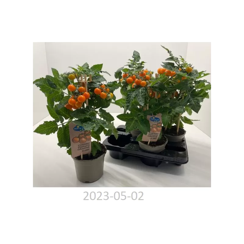 Solanum lycopersicum