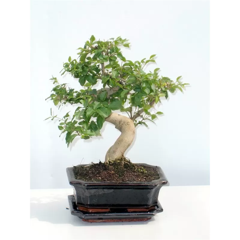 Bonsai - Ligustrum sinense S style 18Ø 35cm