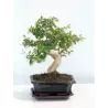 Bonsai - Ligustrum sinense S style 18Ø 35cm