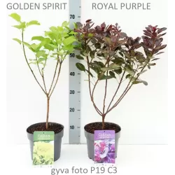 Cotinus coggygria GOLDEN SPIRIT