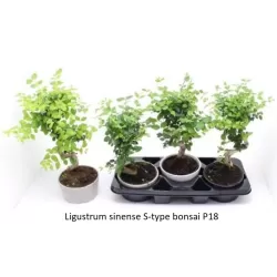 Bonsai - Ligustrum sinense S style 18Ø 35cm