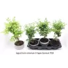 Bonsai - Ligustrum sinense S style 18Ø 35cm