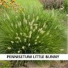 copy of Pūkuotoji (pašiaušelinė) soruolė (žemaūgė) - Pennisetum alopecuroides Little Bunny P19 60cm x5