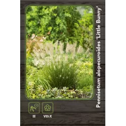 Pūkuotūjų soruolių sodinukai su pristatymu į namus