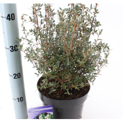 Mirtalapis sėklutis (Manuka) - Leptospermum myrtifolium...