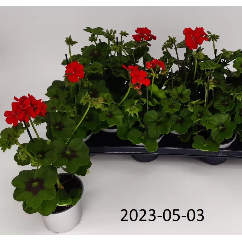 Pelargonium peltatum ROYAL RED