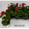 Pelargonium peltatum ROYAL RED