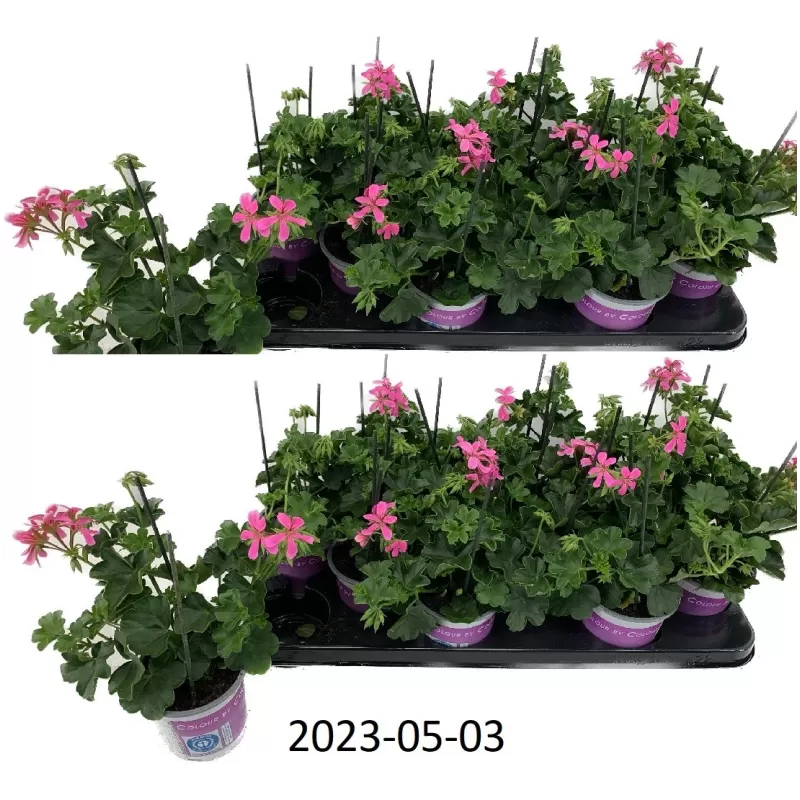Pelargonium peltatum BALKON LILLA