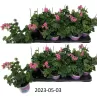Pelargonium peltatum BALKON LILLA