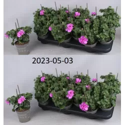 Skydalapė pelargonija - Pelargonium peltatum TOSCANA SIL MARLEN