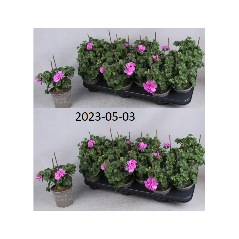 Pelargonium peltatum TOSCANA SIL MARLEN