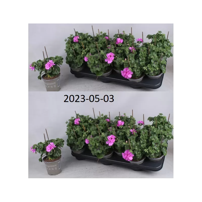 Pelargonium peltatum TOSCANA SIL MARLEN
