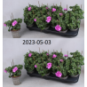 Pelargonium peltatum TOSCANA SIL MARLEN