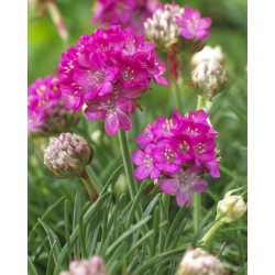 Armeria maritima Armada Rose