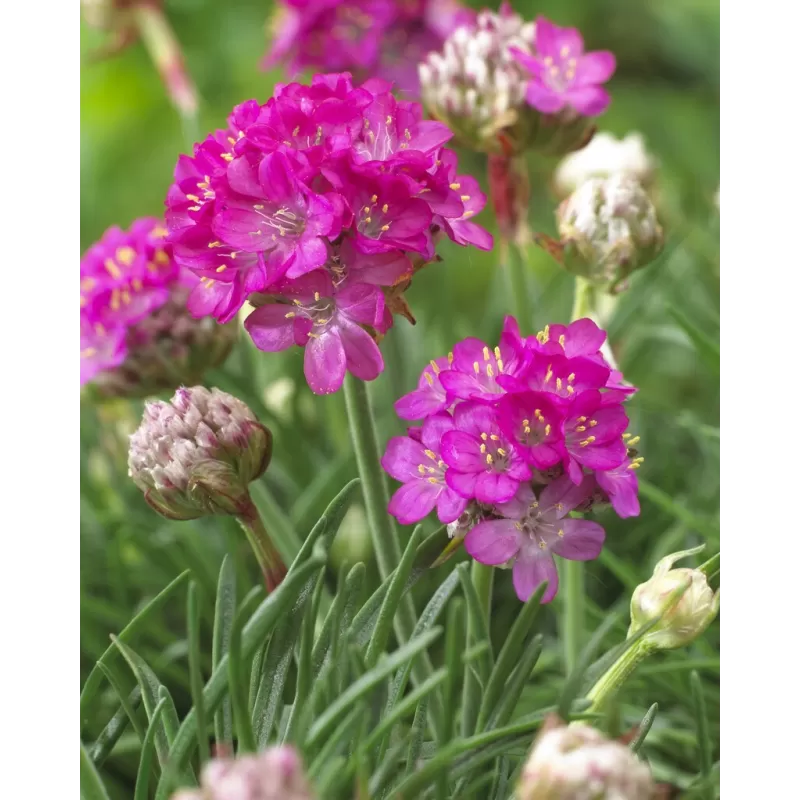 Armeria maritima Armada Rose