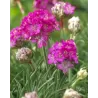 Armeria maritima Armada Rose