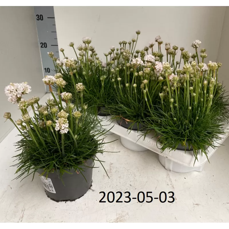 Armeria maritima Armada WHITE