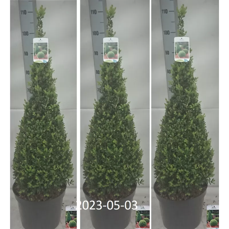 Buxus sempervirens