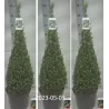 Buxus sempervirens